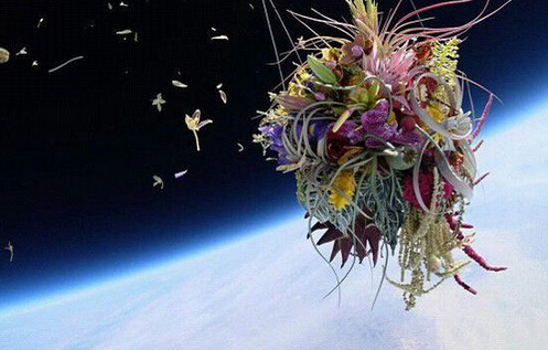 日本藝術家東信將盆栽送入太空，并拍下優美照片。