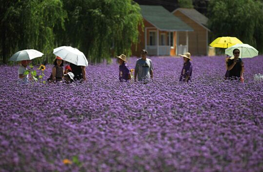 人間花海風情園