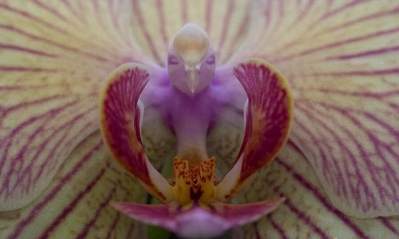 攝影師拍攝到酷似小鳥的奇異蝴蝶蘭