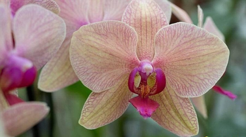 攝影師拍攝到酷似小鳥的奇異蝴蝶蘭