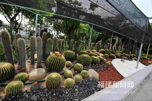 仙人掌首次現(xiàn)身廈門綠化景觀