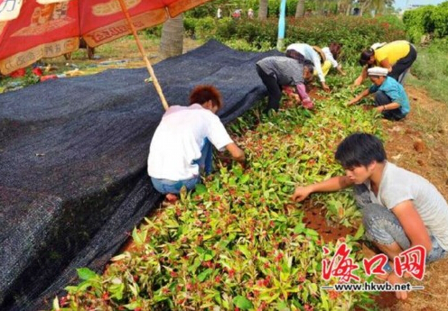 花農在種植花卉。
