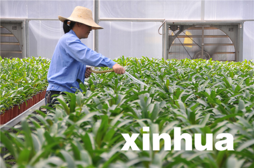 8月19日，三峽苗圃研究中心育苗蔭棚中，工作人員對中心引種的植物進行灌溉。