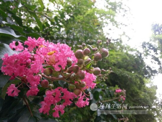 紫薇花色艷麗,花期很長。