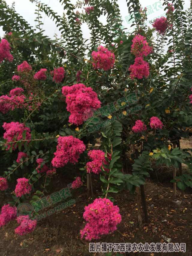 速生玫紅紫薇的園林應(yīng)用