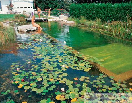 生態(tài)泳池