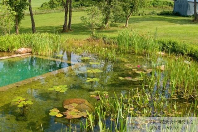 生態(tài)泳池