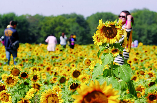 向日葵——沉默不語的愛