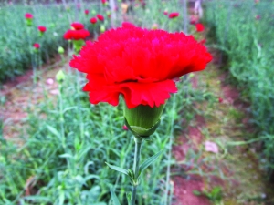 南京公園景區 向日葵 南京賞花
