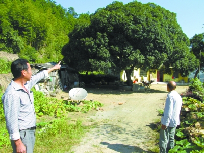 新洲區舊街馮崗村的“桂花王”