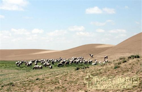 草原生態(tài)退化