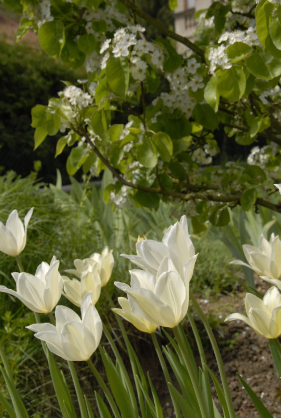 雪花蓮別墅花園
