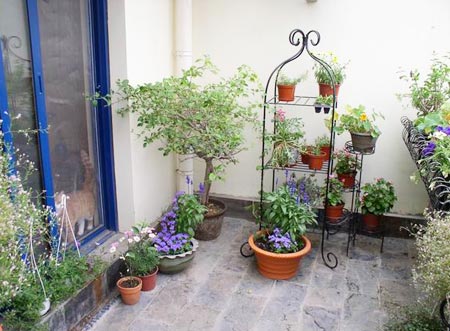 向陽而生的草木 帶你享受陽臺花園燦爛時光