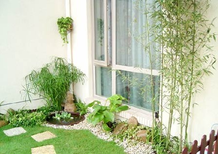 向陽而生的草木 帶你享受陽臺花園燦爛時光