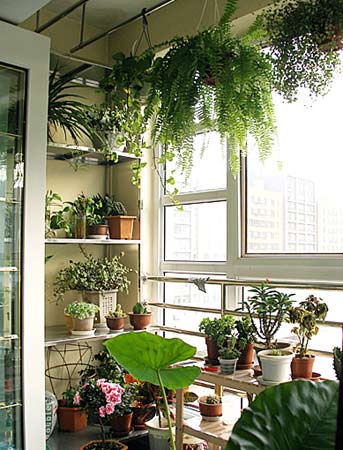 向陽而生的草木 帶你享受陽臺花園燦爛時光