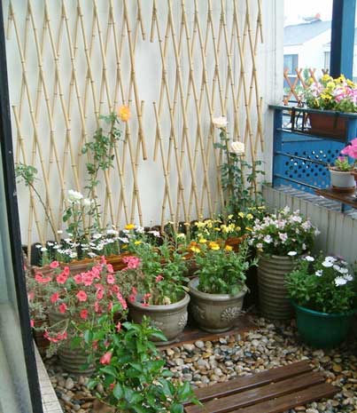 向陽而生的草木 帶你享受陽臺花園燦爛時光