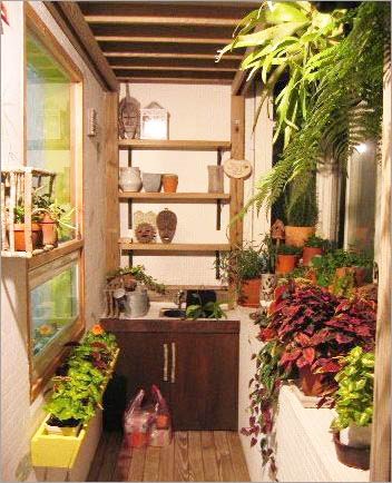 向陽而生的草木 帶你享受陽臺花園燦爛時光