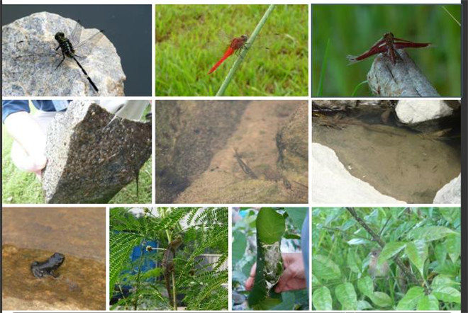 改變新加坡水文機理的城市河流公園