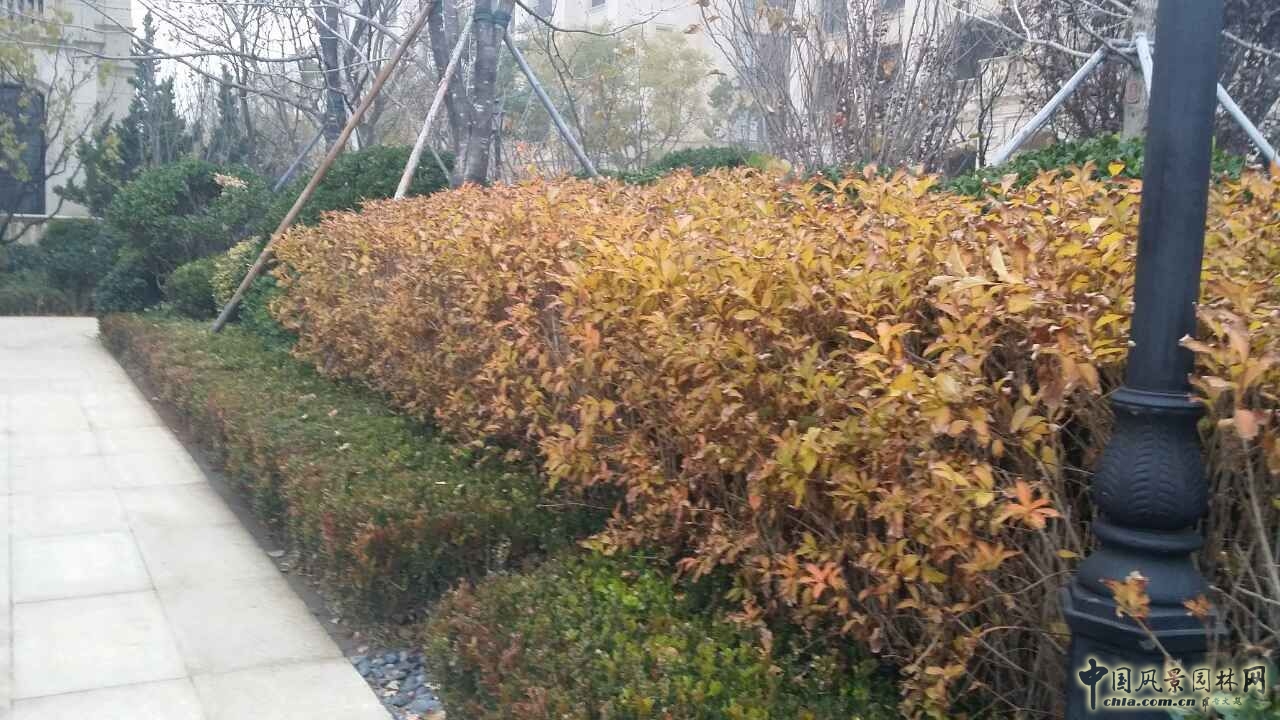 園冶杯 住宅景觀獎(jiǎng) 遠(yuǎn)洋鉆石灣 景觀園林