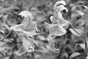 荷蘭百合漂洋過海扎根長春勝利公園
