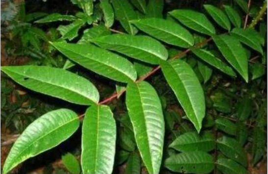 云南植物馬錢果實