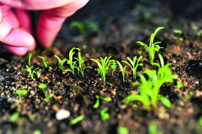 武漢植物園的溫室里,在工作人員的精心呵護下,豐都車前呈現(xiàn)出勃勃生機