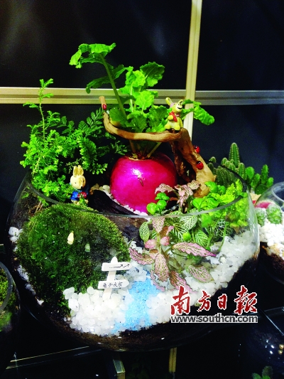 微景觀 多肉植物 園藝師 生態(tài)瓶
