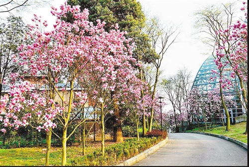 南山植物園800種山茶花競開