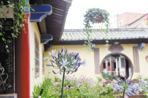 曇華寺的百子蓮