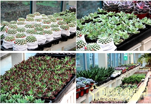 畫(huà)境·青山湖花園中心一大波綠植火熱上市