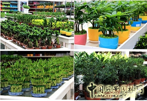 畫境·青山湖花園中心一大波綠植火熱上市