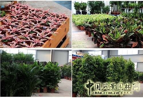 畫境·青山湖花園中心一大波綠植火熱上市