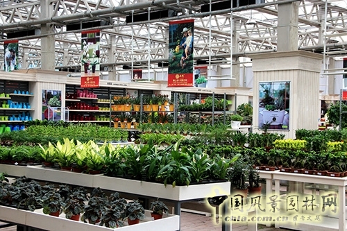 畫境·青山湖花園中心一大波綠植火熱上市