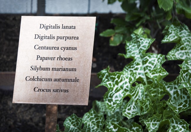 被隱藏的寶地 瑞士藥理花園