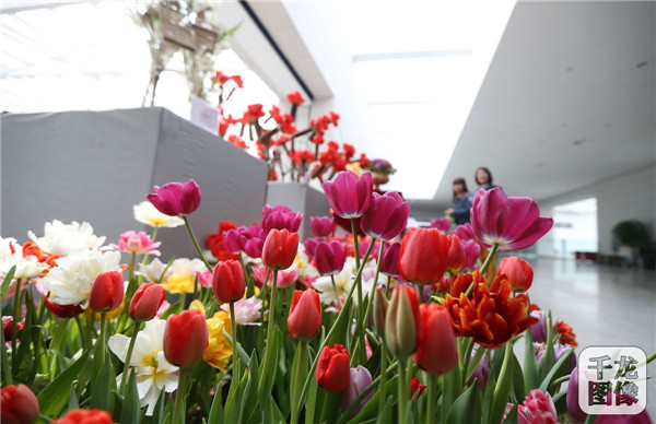 國泰郁金香首次亮相中國園林博物館