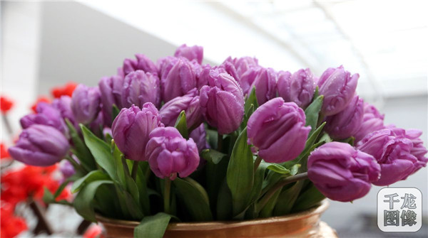 國泰郁金香首次亮相中國園林博物館