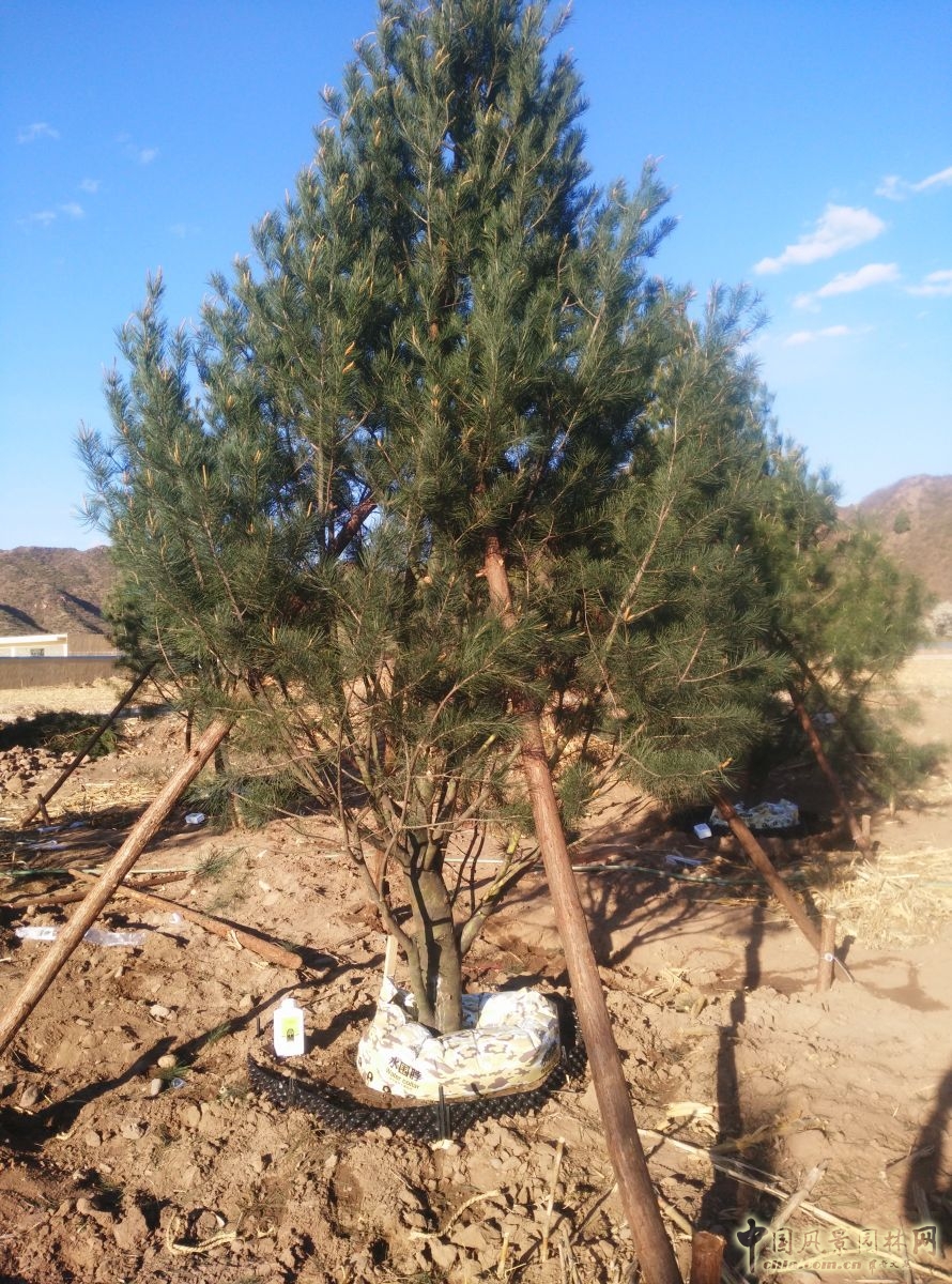 諾普信"樹木全冠移栽新技術(shù)"亮相高峰論壇