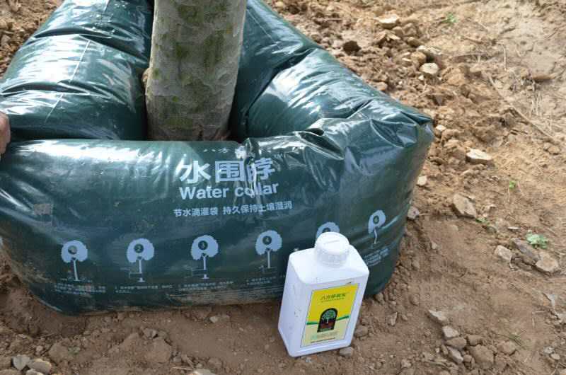 諾普信"樹木全冠移栽新技術"亮相高峰論壇