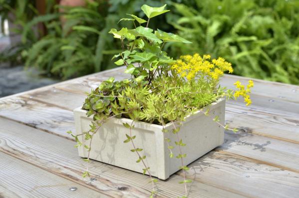 園藝界新晉網(wǎng)紅——家居無土彩葉小盆栽 華麗亮相銀泰商城