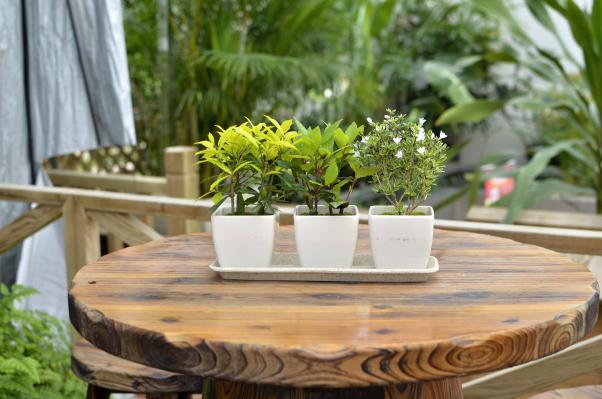 園藝界新晉網(wǎng)紅——家居無土彩葉小盆栽 華麗亮相銀泰商城