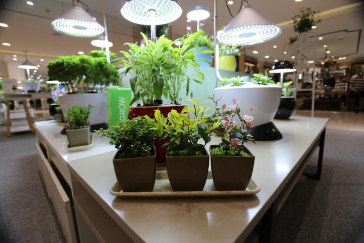 園藝界新晉網(wǎng)紅——家居無土彩葉小盆栽 華麗亮相銀泰商城