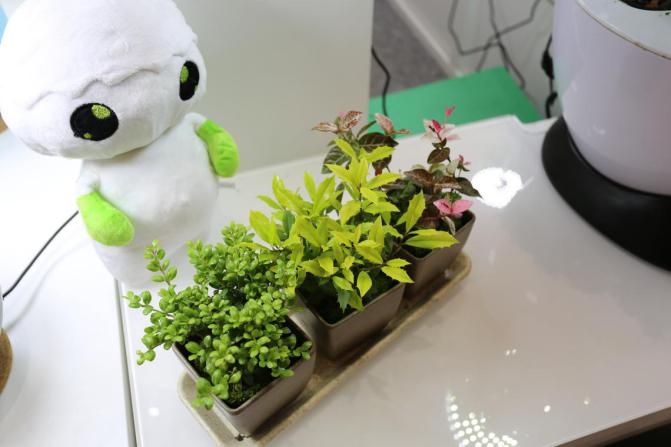 園藝界新晉網(wǎng)紅——家居無土彩葉小盆栽 華麗亮相銀泰商城