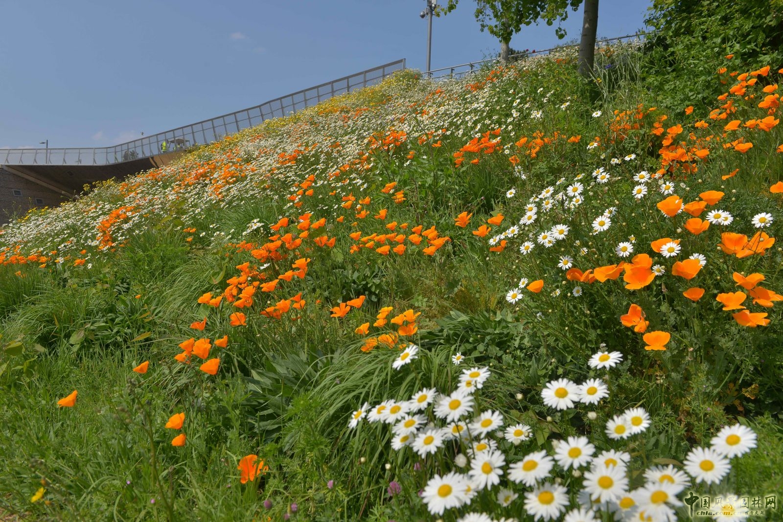 城市公園中的野花草甸——倫敦奧林匹克公園