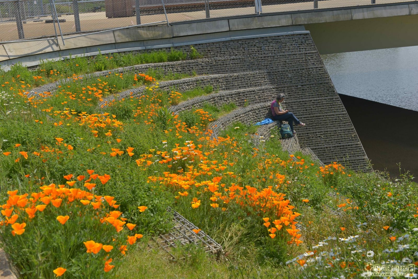 城市公園中的野花草甸——倫敦奧林匹克公園