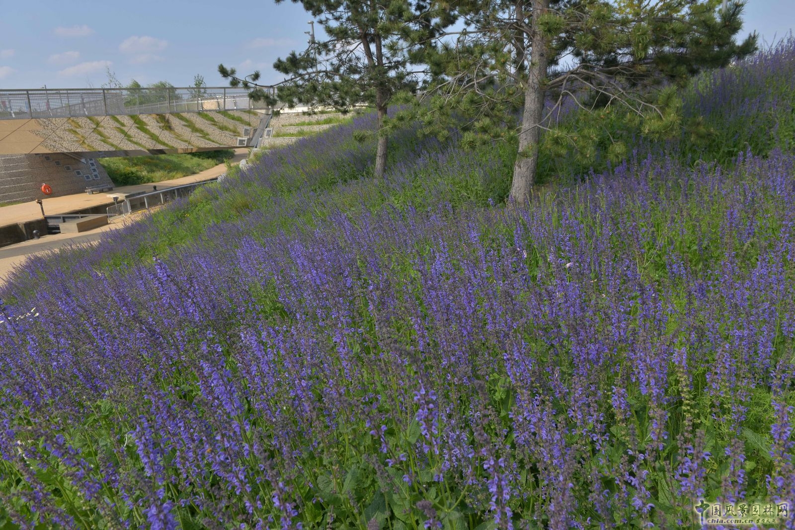 城市公園中的野花草甸——倫敦奧林匹克公園