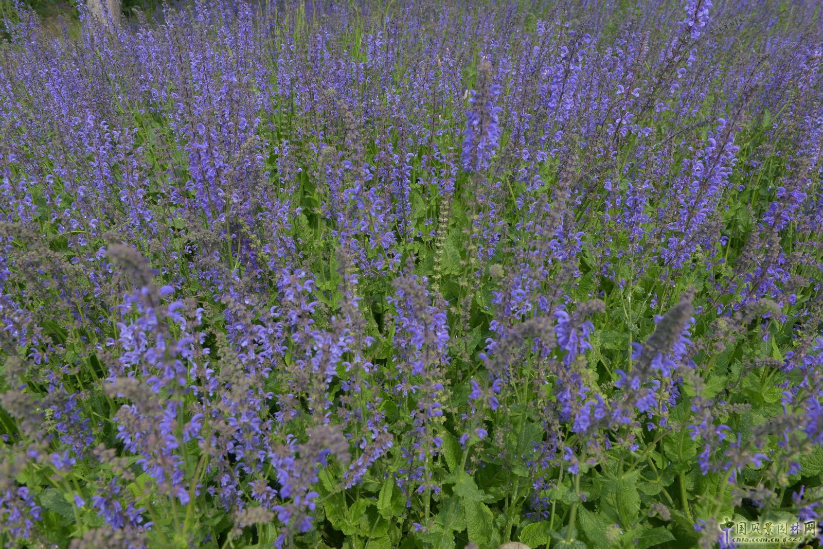 城市公園中的野花草甸——倫敦奧林匹克公園