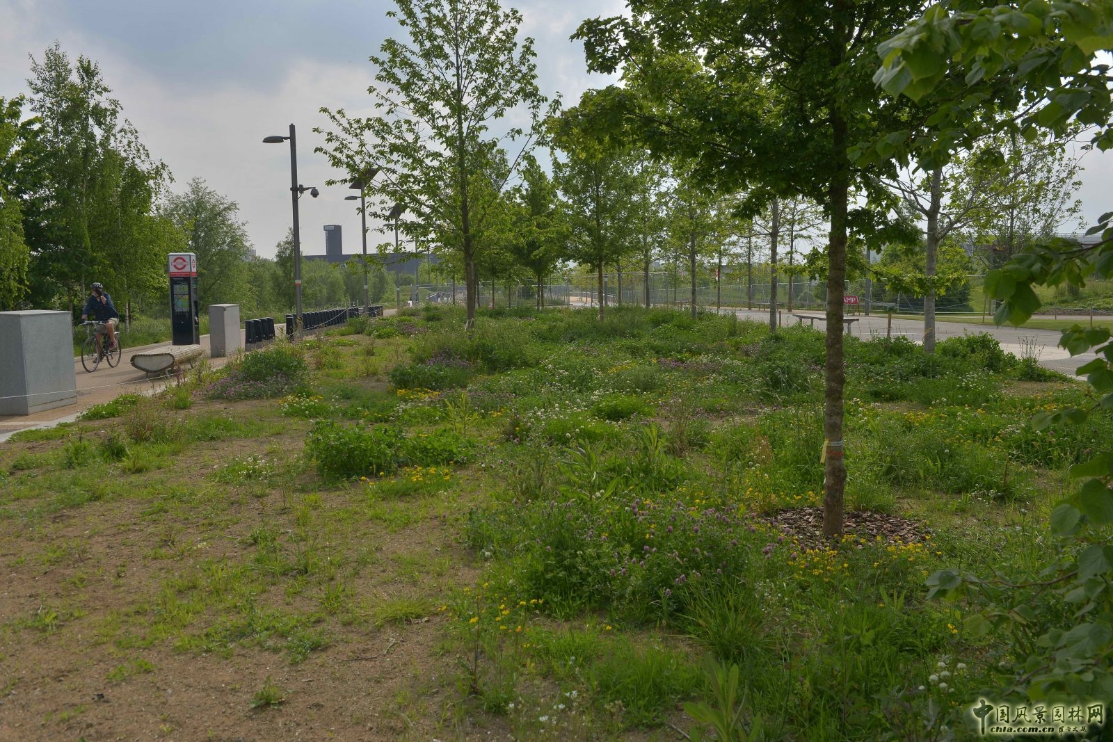城市公園中的野花草甸——倫敦奧林匹克公園