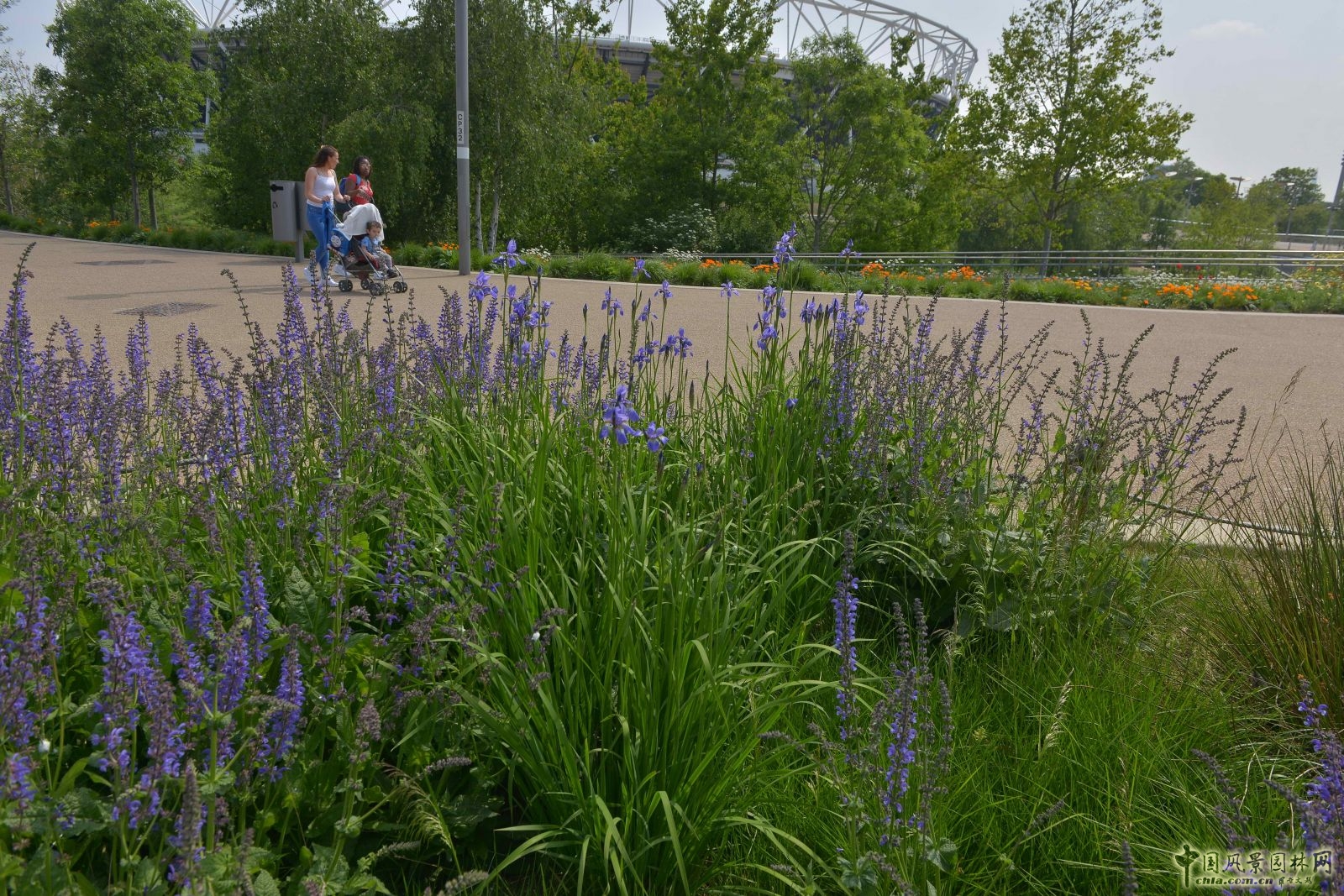 城市公園中的野花草甸——倫敦奧林匹克公園