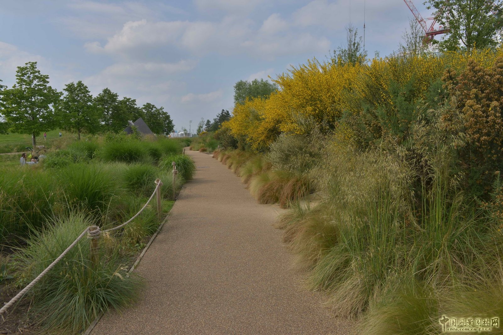城市公園中的野花草甸——倫敦奧林匹克公園
