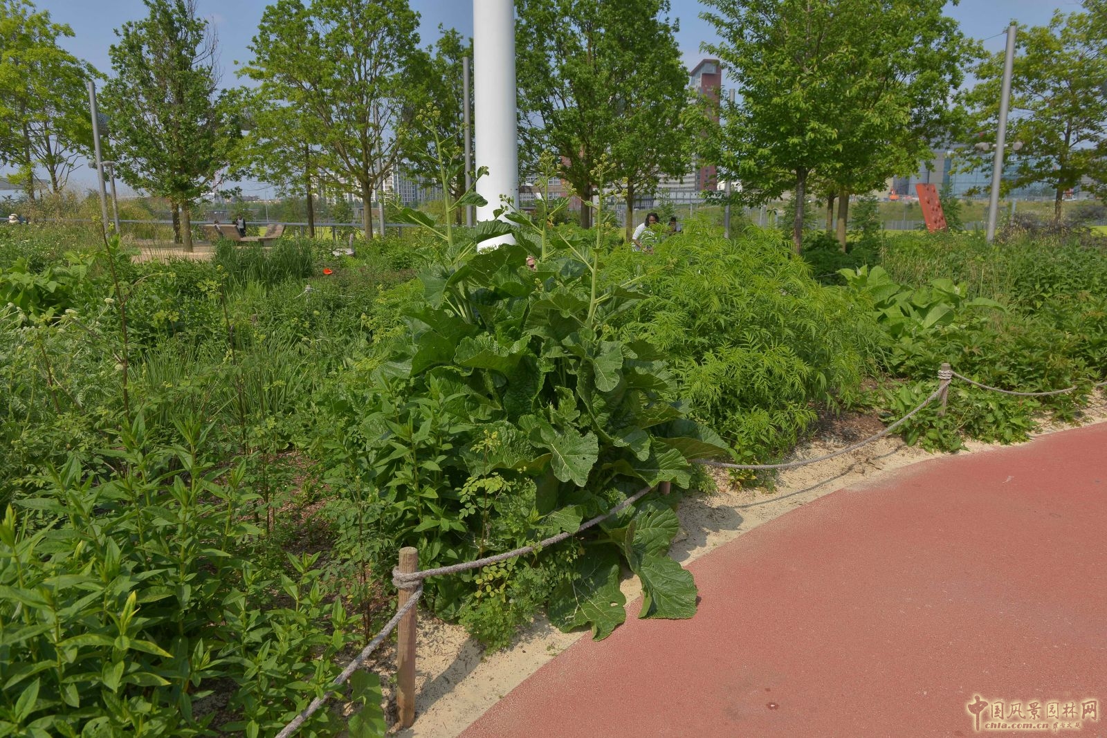城市公園中的野花草甸——倫敦奧林匹克公園